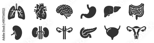 collection of human internal organs icons including lungs heart brain stomach liver intestines kidney pancreas bladder uterus on transparent background