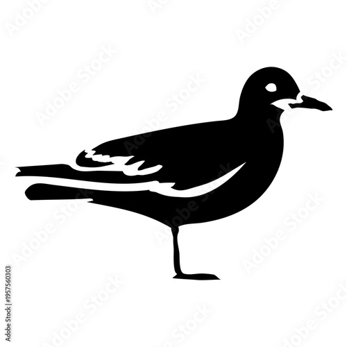 Silhouette animal seagull