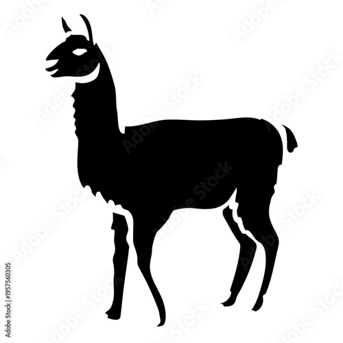 Silhouette llama animal