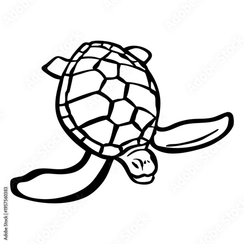 Turtle animal stroke