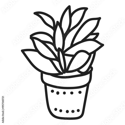 Kalanchoe plant succulent