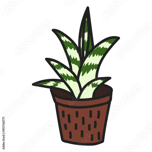 Succulent attractive gasteria illustration