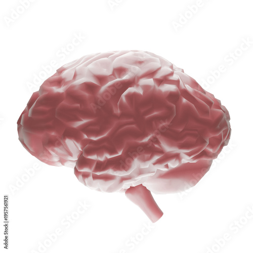 Human brain isolated on white background, anatomy, neuroscience and medical concept