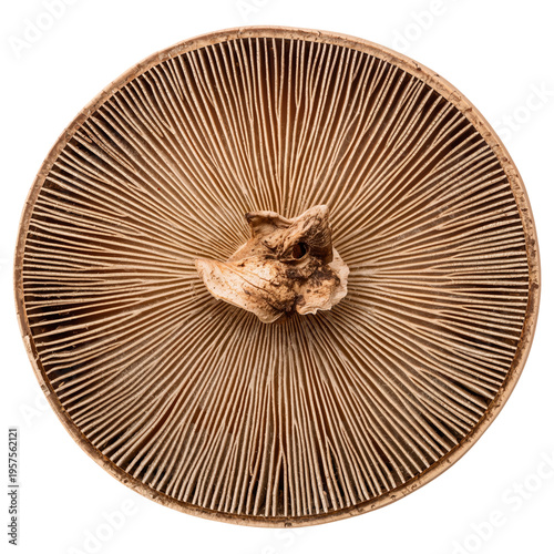 Unique Mushroom Cap Showing Gills and Texture Against a Plain Background in a...