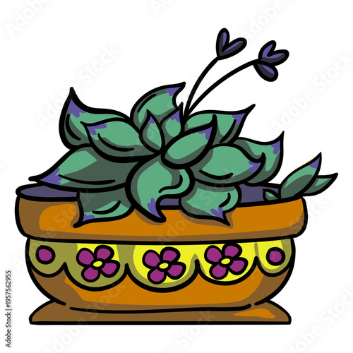 Pot plant succulent