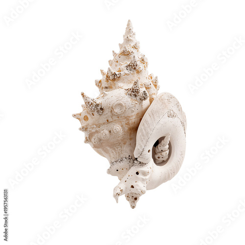 Shell Resting on a Flat Surface in a Well-Lit Space During the Day