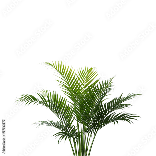 Large Green Palm Leaf Held Against a Plain White Background During Daytime