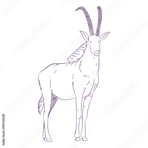 Wild animal antelope hand drawn