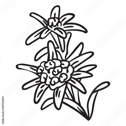 National flower switzerland edelweiss stroke