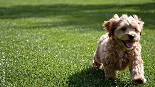 Happy Golden Doodle Puppy Running Joyfully Across Green Grass Lawn in Sunlight