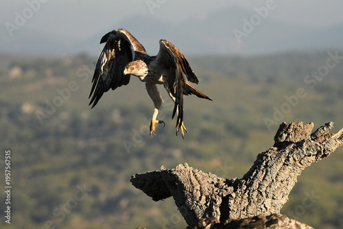 aguila perdicera en la sierra extremeña
