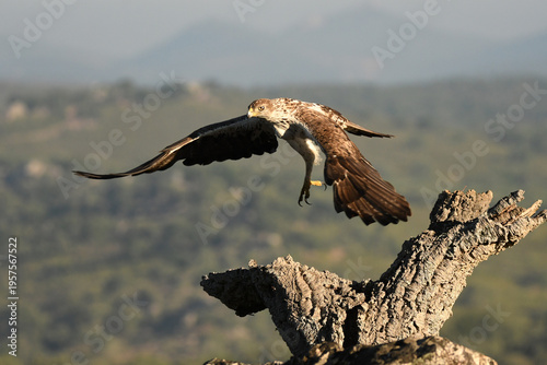 aguila perdicera en la sierra extremeña