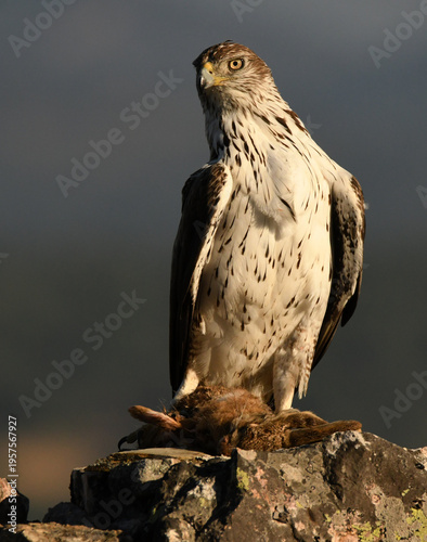 aguila perdicera en la sierra extremeña