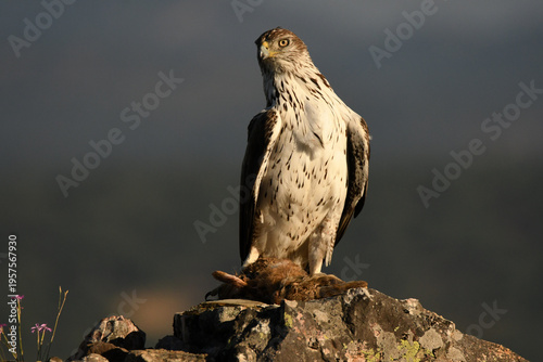 aguila perdicera en la sierra extremeña