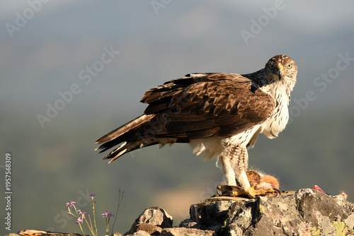aguila perdicera en la sierra extremeña