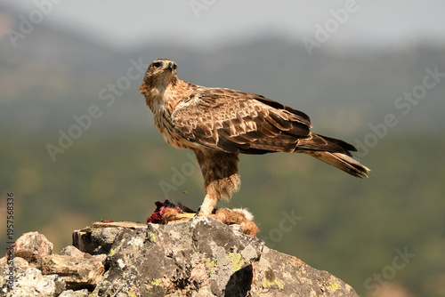 aguila perdicera en la sierra extremeña