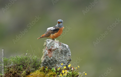 roquero rojo entre las rocas en primavera