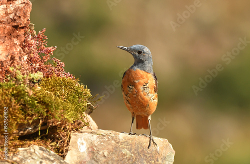 roquero rojo entre las rocas en primavera