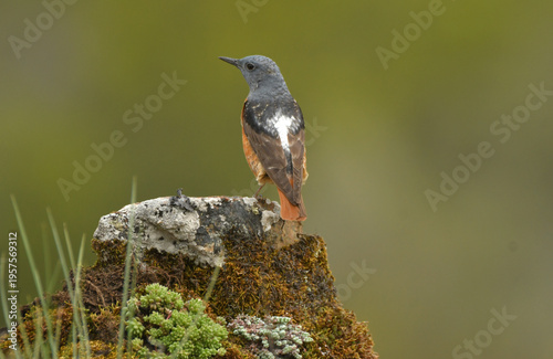 roquero rojo entre las rocas en primavera