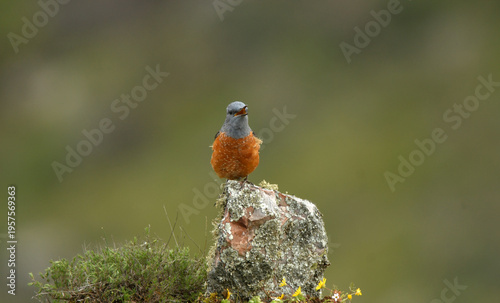 roquero rojo entre las rocas en primavera