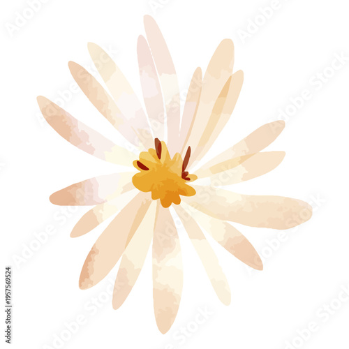 Flower aster petals watercolor