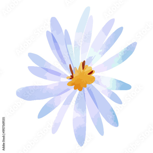 Aster flower watercolor