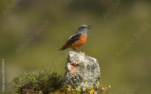 roquero rojo entre las rocas en primavera