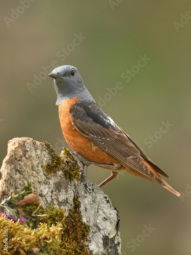 roquero rojo entre las rocas en primavera
