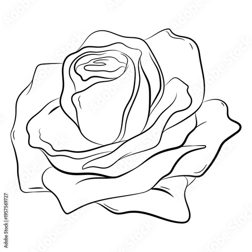 Lovely rose stroke