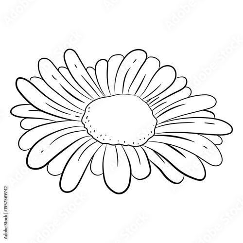 Flower daisy stroke