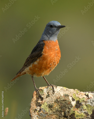 roquero rojo entre las rocas en primavera