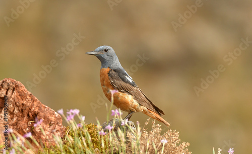 roquero rojo entre las rocas en primavera
