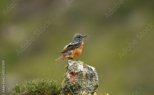 roquero rojo entre las rocas en primavera