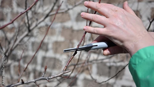 Person trims bare branches with pruning shears