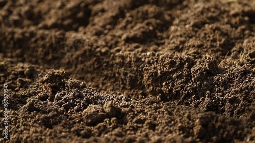 Close up of a farmer's hands sowing radish seeds into fertile soil in vegetable garden