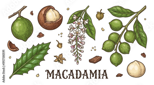 Macadamia Nut Botanical Illustration Set with Flowers, Leaves, and Whole Nuts on Branch