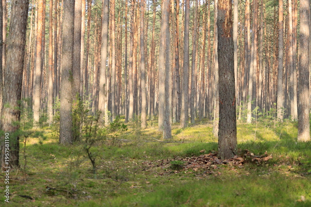 Fototapeta premium Leśny widok wiosną