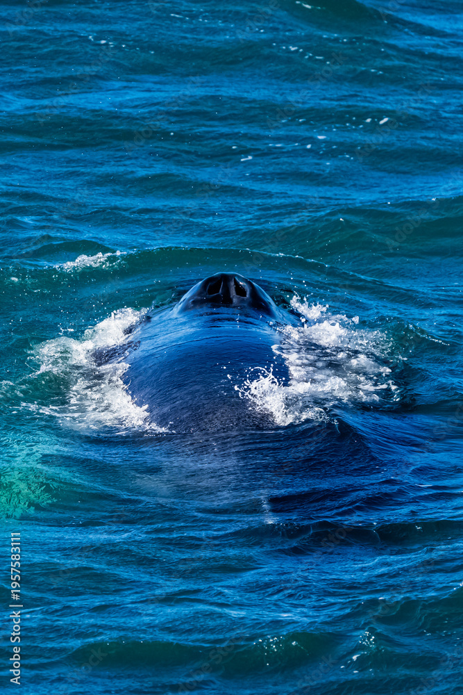 Naklejka premium Whale watching Iceland - Island - humpback whale - dolphin - reykjavik