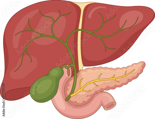 Vector illustration of human liver anatomy with gallbladder, pancreas, and bile duct system