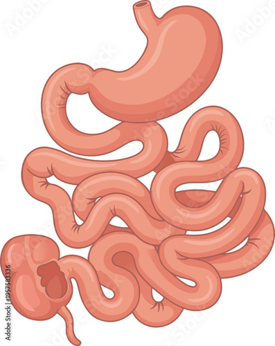 human digestive system anatomy including stomach and small intestine