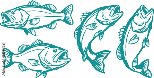 Bass Fish Vector Set, Hand Drawn Freshwater Fish Clipart Design, Fishing Sport Line Art Illustration Collection.