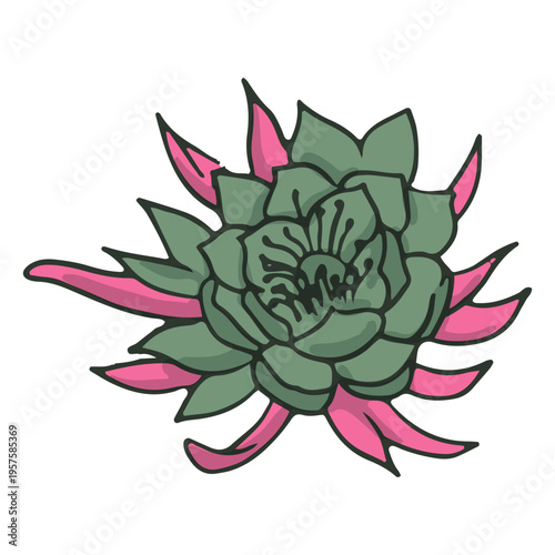 Succulent color stroke