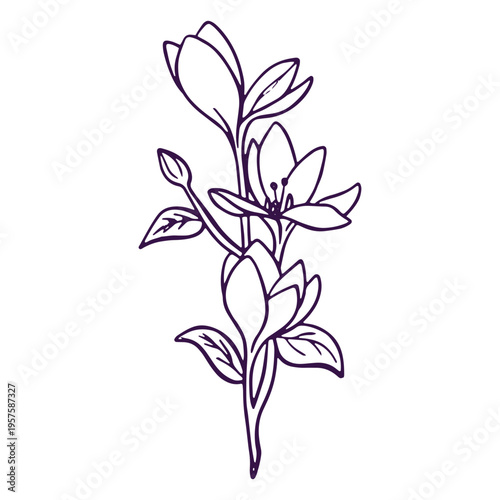 Fotografía Simple line art cyclamen flower
