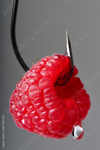Tortured Food Still Life Series: Red Raspberry Suspended on Steel Fishing Hook on Grey Background Juicy Liquid Dripping 