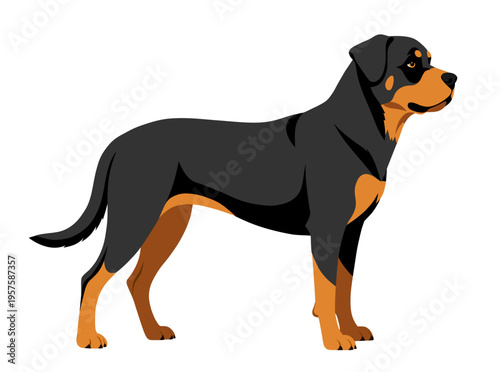 Rottweiler