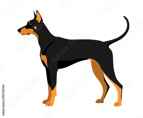 Doberman