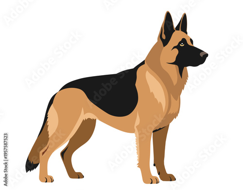 German shepperd