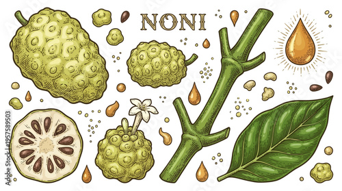 Noni Fruit Morinda Citrifolia Botanical Vector Illustration Set featuring Whole Fruit, Cross Section, Leaf, Seeds and Juice Drops in Vintage Hand Drawn Engraving Style