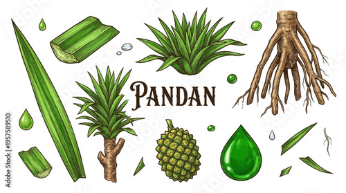 Hand-drawn vector illustration of Pandan plant parts including leaves, roots, fruit, and essence drops on black background.