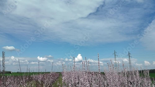 A Blossoming Orchard in Spring; Aerial shot of an orchard in full spring bloom